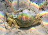 Carcinus aestuarii, author: Pillon, Roberto