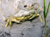 Carcinus aestuarii, author: Pillon, Roberto