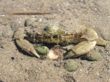 Carcinus aestuarii, author: Pillon, Roberto