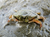 Carcinus aestuarii, author: Pillon, Roberto