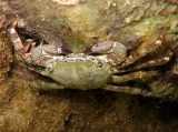 Pachygrapsus marmoratus, author: Pillon, Roberto