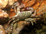 Pachygrapsus marmoratus, author: Pillon, Roberto