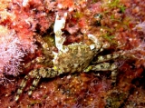 Pachygrapsus marmoratus, author: Pillon, Roberto