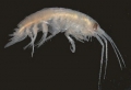 Amphipoda