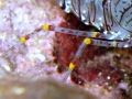 Crustacea (crustaceans)