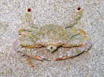 Crustacea (crustaceans)