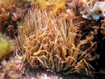 Anthozoa