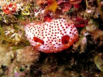 Tunicata