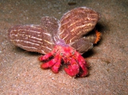 Dardanus calidus and Calliactis parasitica