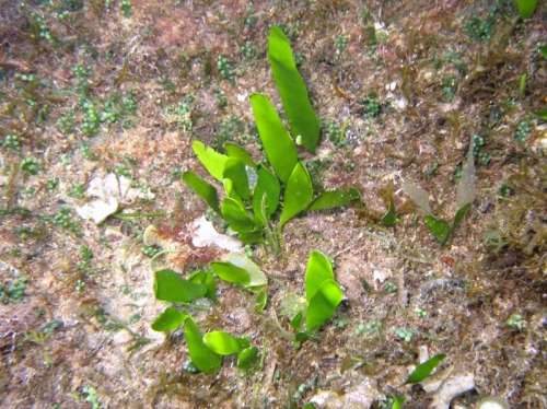 Caulerpa prolifera Caulerpa prolifera