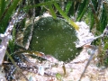 Codium bursa