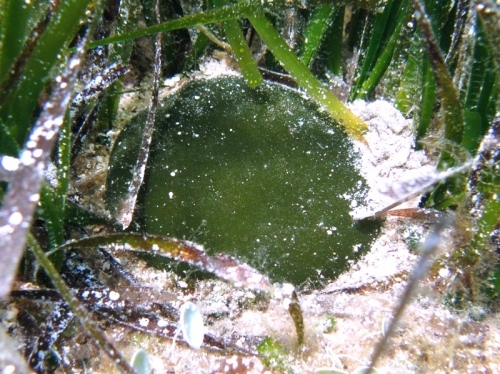 Codium bursa Codium bursa