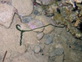 Bonellia viridis