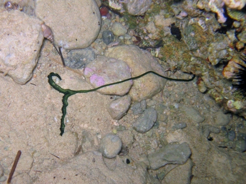 Bonellia viridis Bonellia viridis