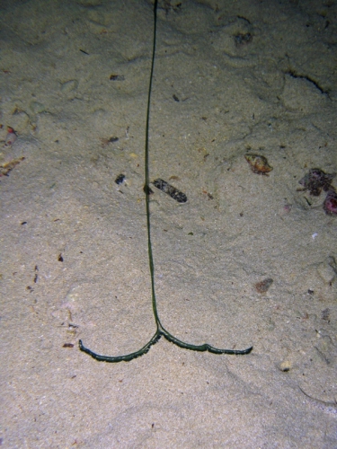 Bonellia viridis Bonellia viridis