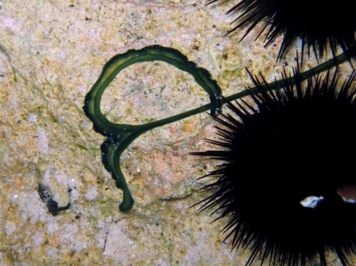 Bonellia viridis Bonellia viridis