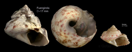 Gibbula magus (Linnaeus, 1758) — Specimen from Fuengirola, S. Spain, actual size 17 mm / juvenile specimen from Barbate, actual size 7 mm Gibbula magus (Linnaeus, 1758) — Specimen from Fuengirola, S. Spain, actual size 17 mm / juvenile specimen from Barbate, actual size 7 mm