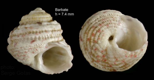 Gibbula guttadauri (Philippi, 1836) — specimen from Barbate, S. Spain, actual size 7,4 mm Gibbula guttadauri (Philippi, 1836) — specimen from Barbate, S. Spain, actual size 7,4 mm