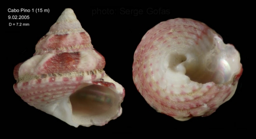 Gibbula fanulum (Gmelin, 1791) — Specimen from Calahonda, Málaga (15 m), actual zize 7,2 mm Gibbula fanulum (Gmelin, 1791) — Specimen from Calahonda, Málaga (15 m), actual zize 7,2 mm
