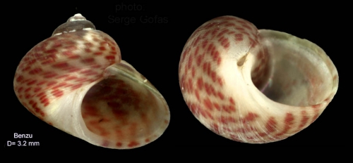 Gibbula drepanensis (Brugnone, 1873) — specimen from Benzú (Ceuta), actual size 3,2 mm Gibbula drepanensis (Brugnone, 1873) — specimen from Benzú (Ceuta), actual size 3,2 mm