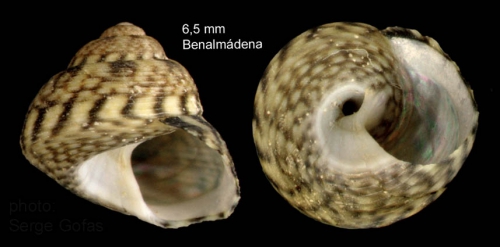 Gibbula racketti (Payraudeau, 1826) — specimen from Benalmádena, S. Spain, actual size 6,5 mm 