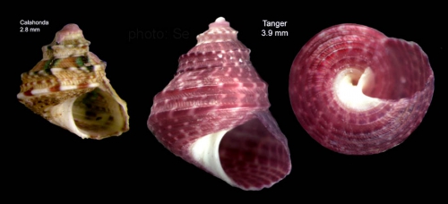 Gibbula tingitana Pallary, 1901 — specimens from Calahonda, Málaga (left, actual size 2.8 mm) and Tangiers (right, actual size 3.9 mm) Gibbula tingitana Pallary, 1901 — specimens from Calahonda, Málaga (left, actual size 2.8 mm) and Tangiers (right, actual size 3.9 mm)
