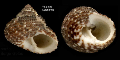 Clanculus cruciatus (Linnaeus, 1758) — specimen from Calahonda, Málaga, S. Spain (actual size 10.2 mm) Clanculus cruciatus (Linnaeus, 1758) — specimen from Calahonda, Málaga, S. Spain (actual size 10.2 mm)