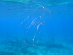 Ctenophora (Sea gooseberries)