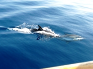 Delphinus delphis