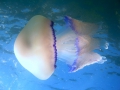 Scyphozoa (jelly fish)