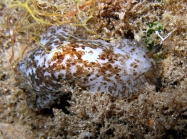 Dendrodoris grandiflora