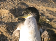 Phalacrocorax aristotelis (juvenile)