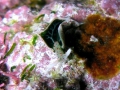 Sacoglossa