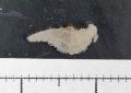 Holothuroidea (sea cucumbers)
