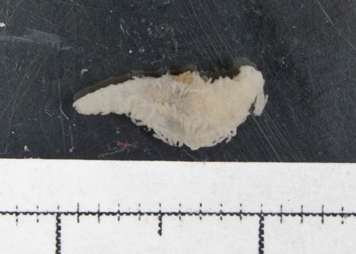 Thyone sp. Thyone sp.