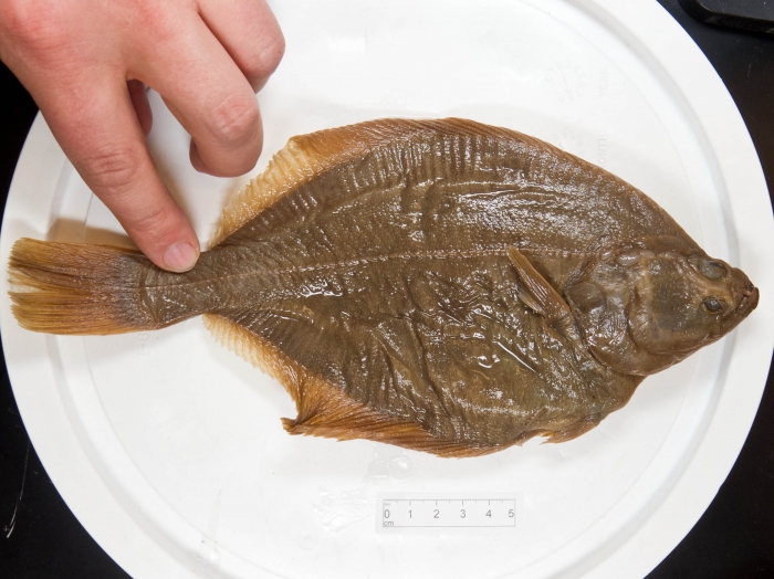 Liopsetta glacialis - Arctic flounder Liopsetta glacialis - Arctic flounder