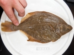 Pleuronectiformes