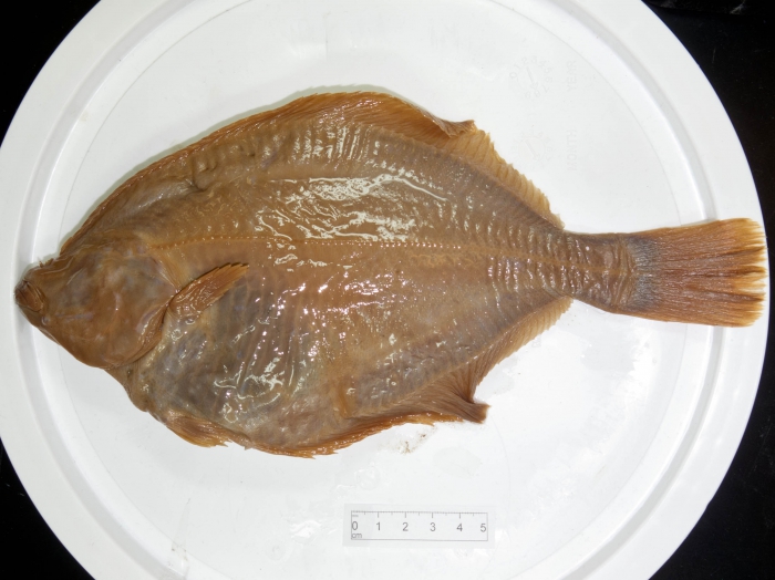 Liopsetta glacialis - Arctic flounder (blindside) Liopsetta glacialis - Arctic flounder (blindside)