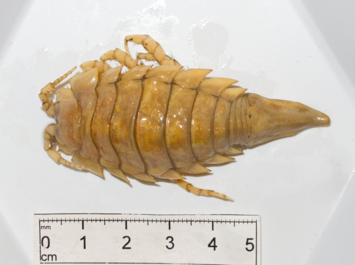 Saduria entomon Saduria entomon