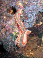 Hermodice carunculata