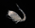 Picture of Diastylis bradyi, author: Hillewaert, H.