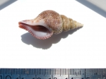 Gastropoda