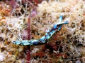 Sacoglossa