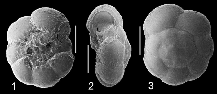 Ammonia tepida lectotype Ammonia tepida lectotype