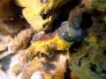 Umbraculida