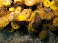 Umbraculida