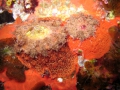 Umbraculida