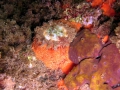 Umbraculida