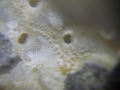 Cheilostomatida