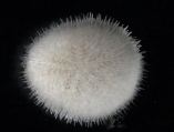 Echinocyamus pusillus, author: Hillewaert, H.